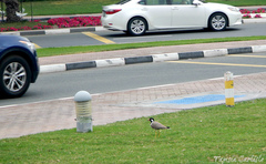 Vanellus indicus aigneri