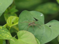 Pardosa pseudoannulata