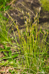 Carex alba