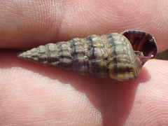 Cerithideopsis californica