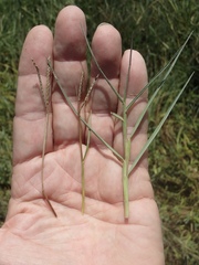 Paspalum vaginatum