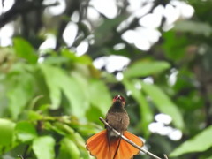 Chrysolampis mosquitus