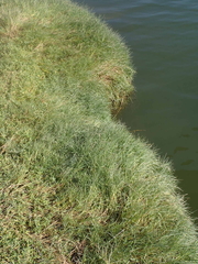 Paspalum vaginatum