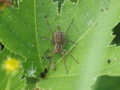 Pardosa pseudoannulata