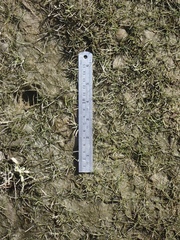 Eleocharis parvula