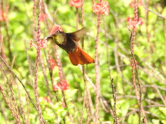 Chrysolampis mosquitus