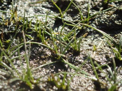 Eleocharis parvula