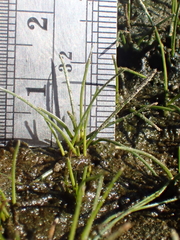 Eleocharis parvula