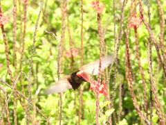 Chrysolampis mosquitus