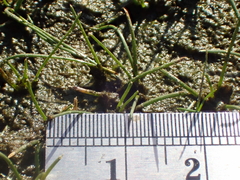 Eleocharis parvula