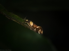 Epithymema helias