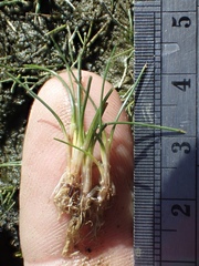 Eleocharis parvula