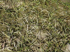 Eleocharis parvula