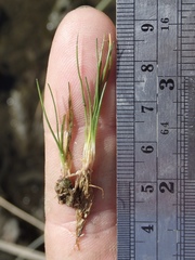 Eleocharis parvula