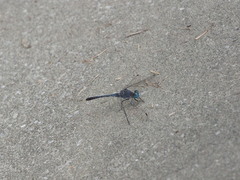 Diplacodes trivialis