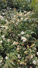 Argyranthemum pinnatifidum image
