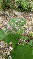 Peteravenia malvifolia