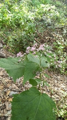 Peteravenia malvifolia