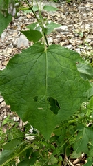 Peteravenia malvifolia