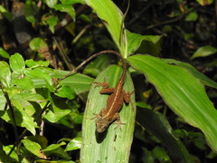 Anolis mariarum
