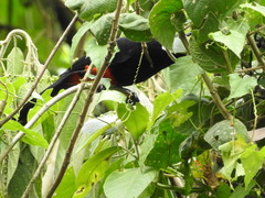 Hypopyrrhus pyrohypogaster