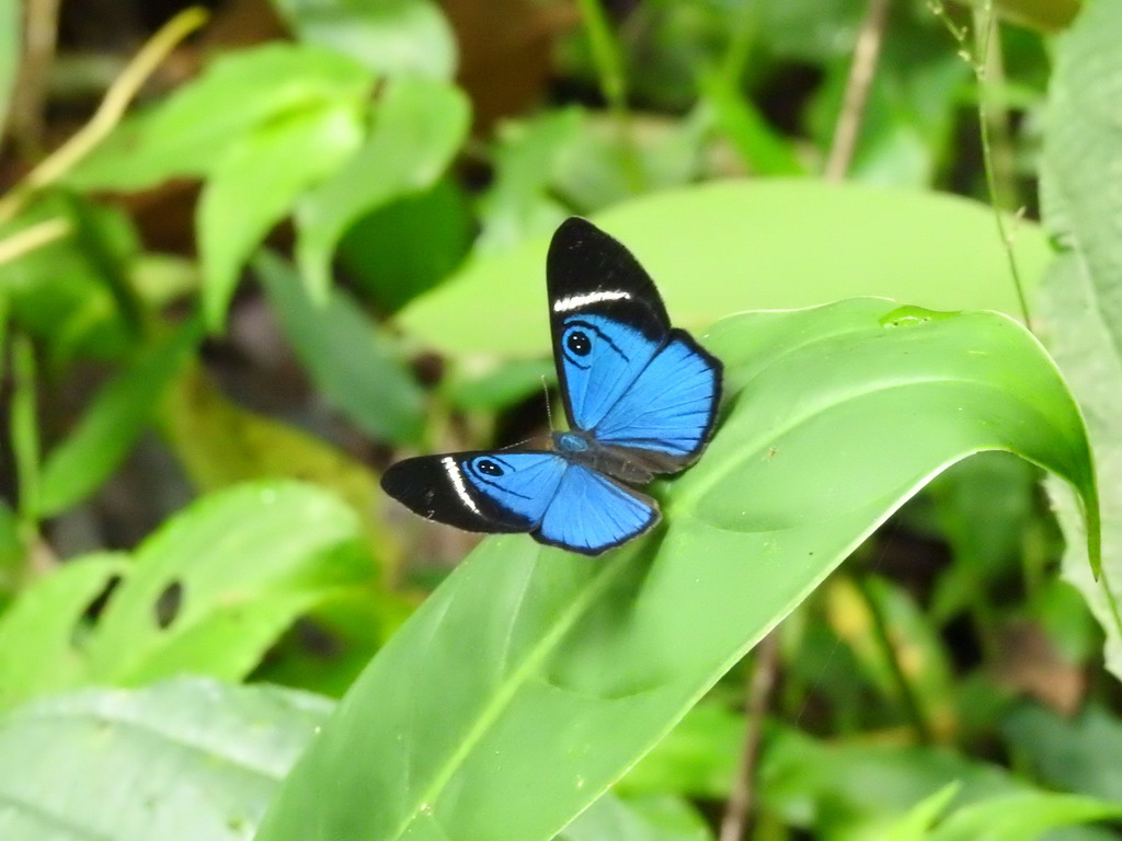 Mevania Eyed-Metalmark