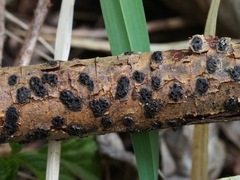 Diatrype disciformis