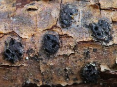 Diatrype disciformis