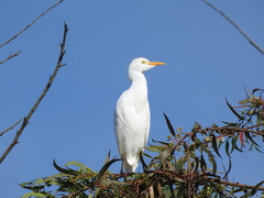 Bubulcus ibis