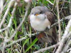 Coccyzus americanus