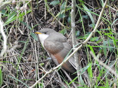 Coccyzus americanus