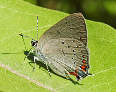 Satyrium acadica