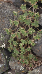 Aeonium goochiae image