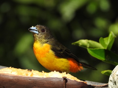 Ramphocelus flammigerus