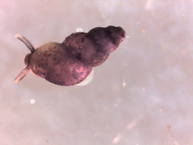 Semisalsinae