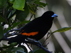 Ramphocelus flammigerus