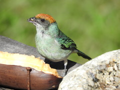 Stilpnia vitriolina