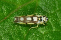 Eupteryx atropunctata