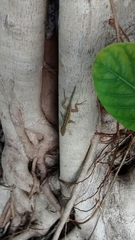 Anolis sagrei