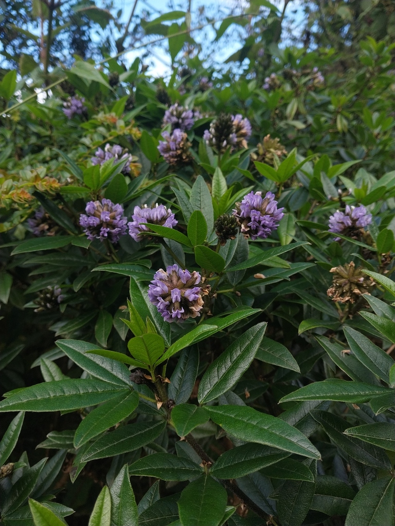 Grimolobium brachystachyum
