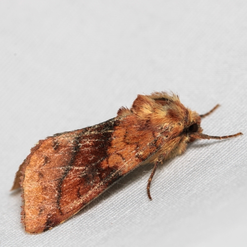 Purple-lined Sallow photo 2