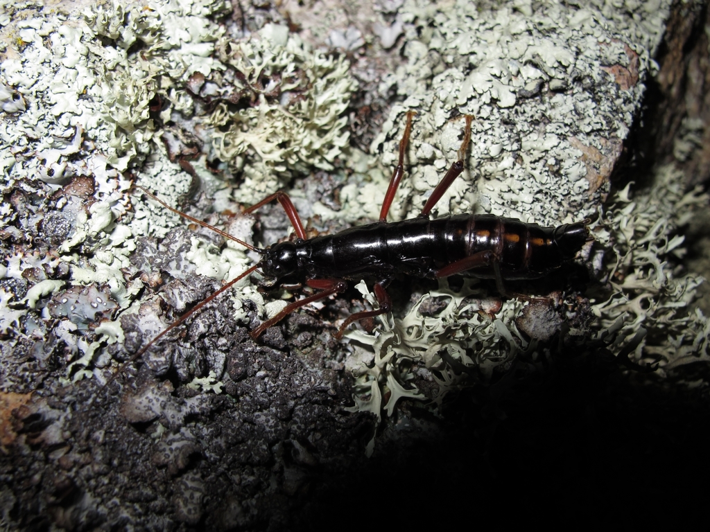 Monticomorpha marshallae