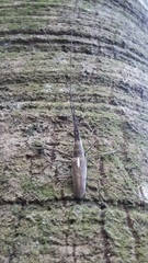 Neoptychodes trilineatus