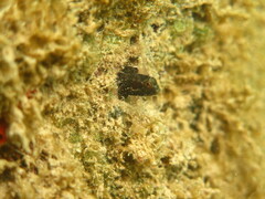 Speckled Blenny photo 3