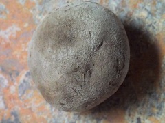 Lycoperdon dermoxanthum