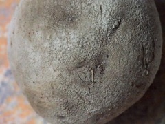 Lycoperdon dermoxanthum
