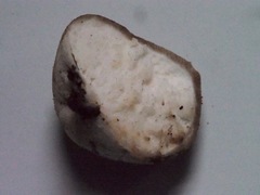 Lycoperdon dermoxanthum