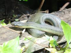 Erythrolamprus epinephalus albiventris