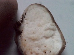 Lycoperdon dermoxanthum