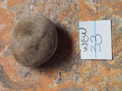 Lycoperdon dermoxanthum